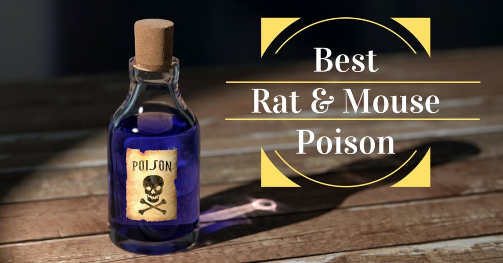 6 Best Rat & Mouse Poison Pest Survival Guide