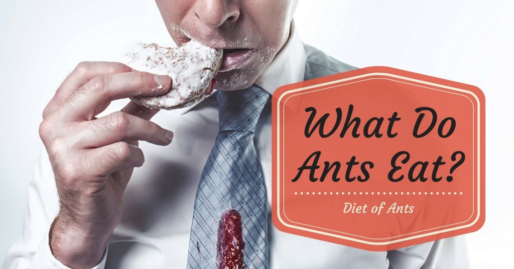 What Do Ants Eat? Diet of Ants Pest Survival Guide